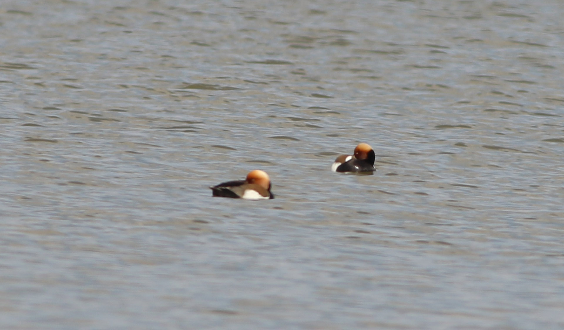 Red-crested Pochard